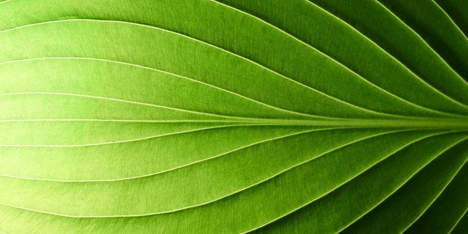 Imagem de uma planta vista de perto