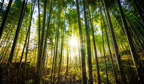 Imagem de uma floresta de bambus