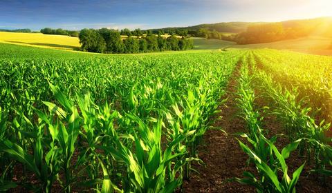 Imagem de uma plantação em um dia ensolarado