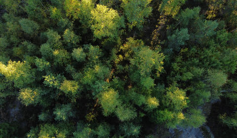Vista aérea de floresta fechada