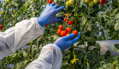 Mãos segurando tomates