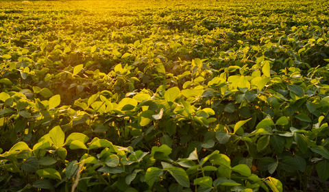 Plantação de soja em um dia ensolarado