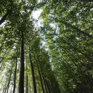 floresta
