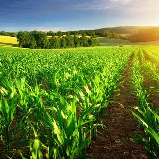 Imagem de uma plantação em um dia ensolarado