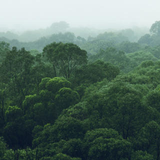 Vista aérea de floresta tropical
