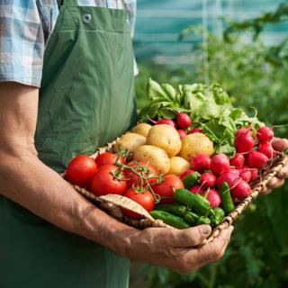 Agricultor segurando cesta com legumes