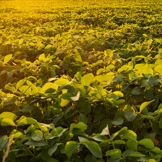 Plantação de soja em um dia ensolarado