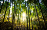 Imagem de uma floresta de bambus