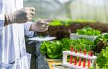 Técnico vestido com jaleco branco e luvas analisando uma amostra, ao lado, há uma mesa com diversas verduras verdes e cinco cânulas em um suporte preenchidas com líquido vermelho