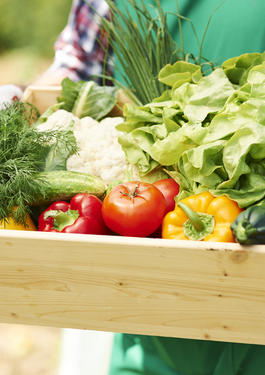 PRODUÇÃO DE ALIMENTOS