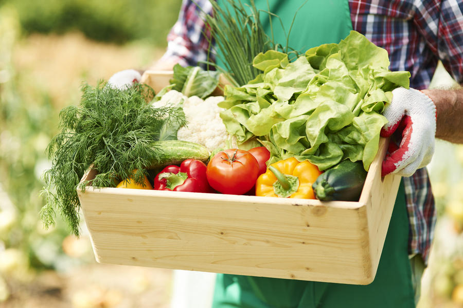 PRODUÇÃO DE ALIMENTOS